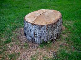 Best Tree Disease Treatment  in Portland, TN