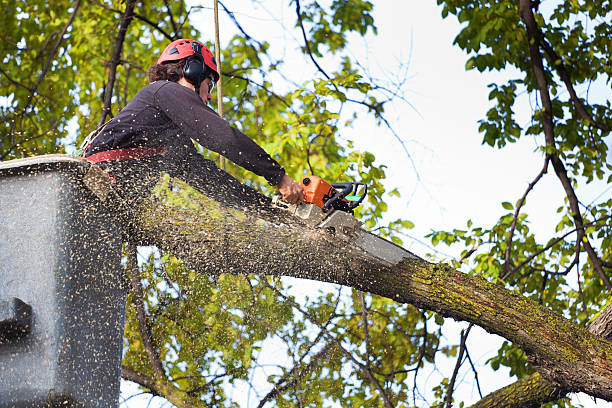 Best Mulching Services  in Portland, TN